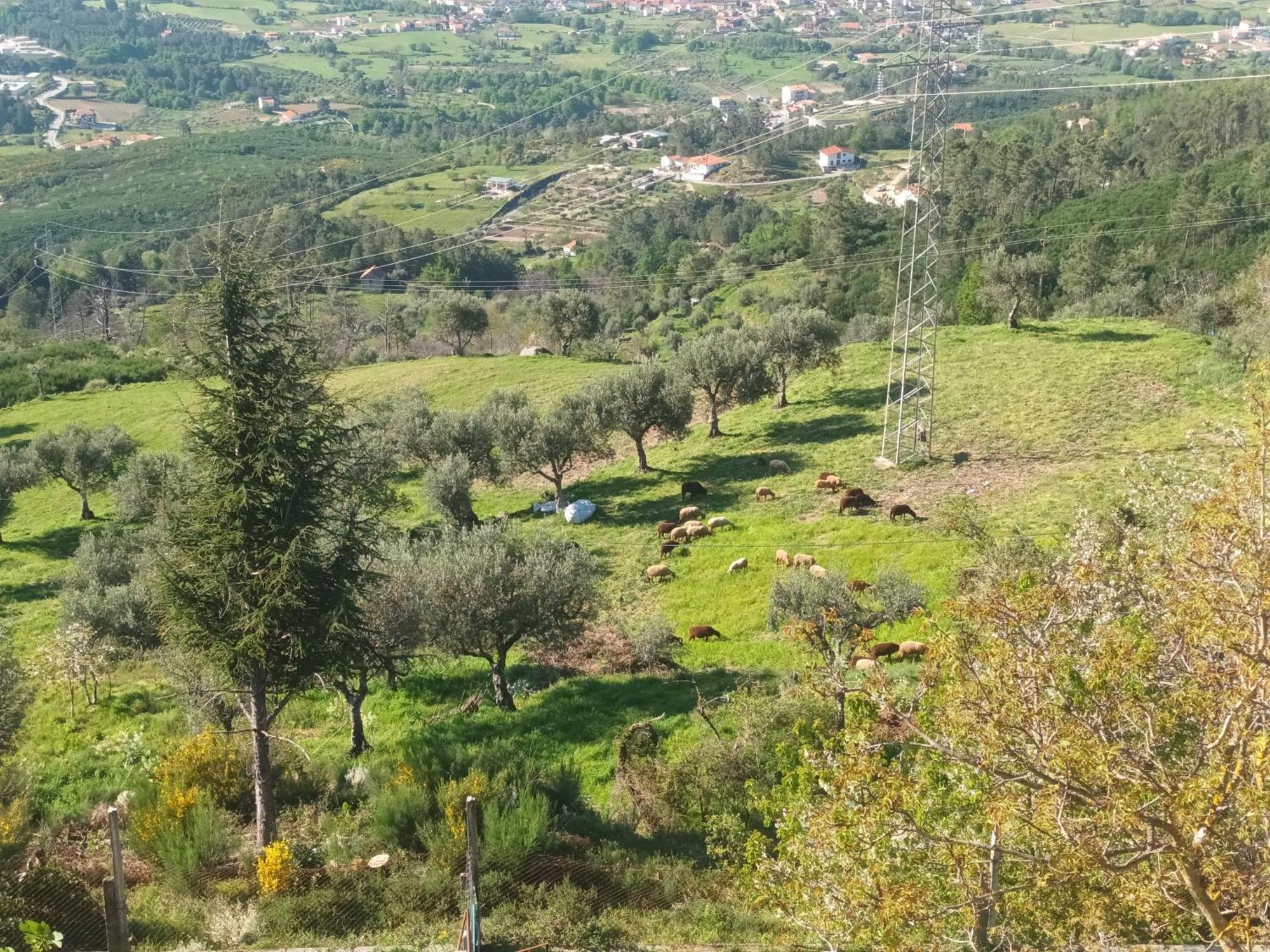 Casas Do Castelo Lägenhet Aldeia da Serra  Exteriör bild